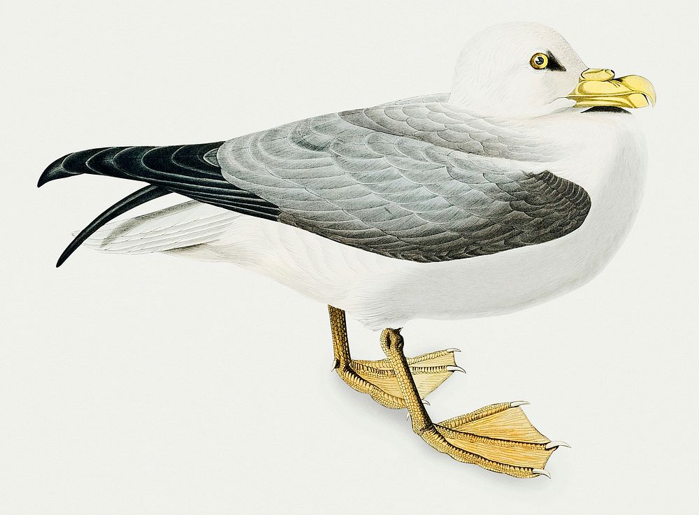 Vintage Illustration of Fulmar Petrel.