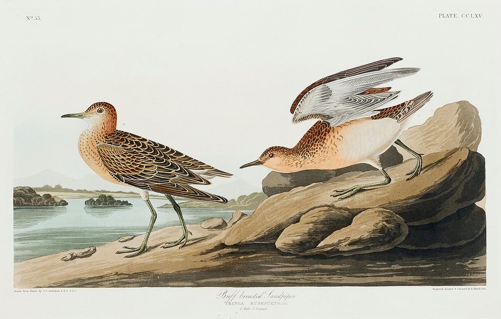 Buff breasted Sandpiper from Birds of America (1827) by John James Audubon, etched by William Home Lizars. Original from…