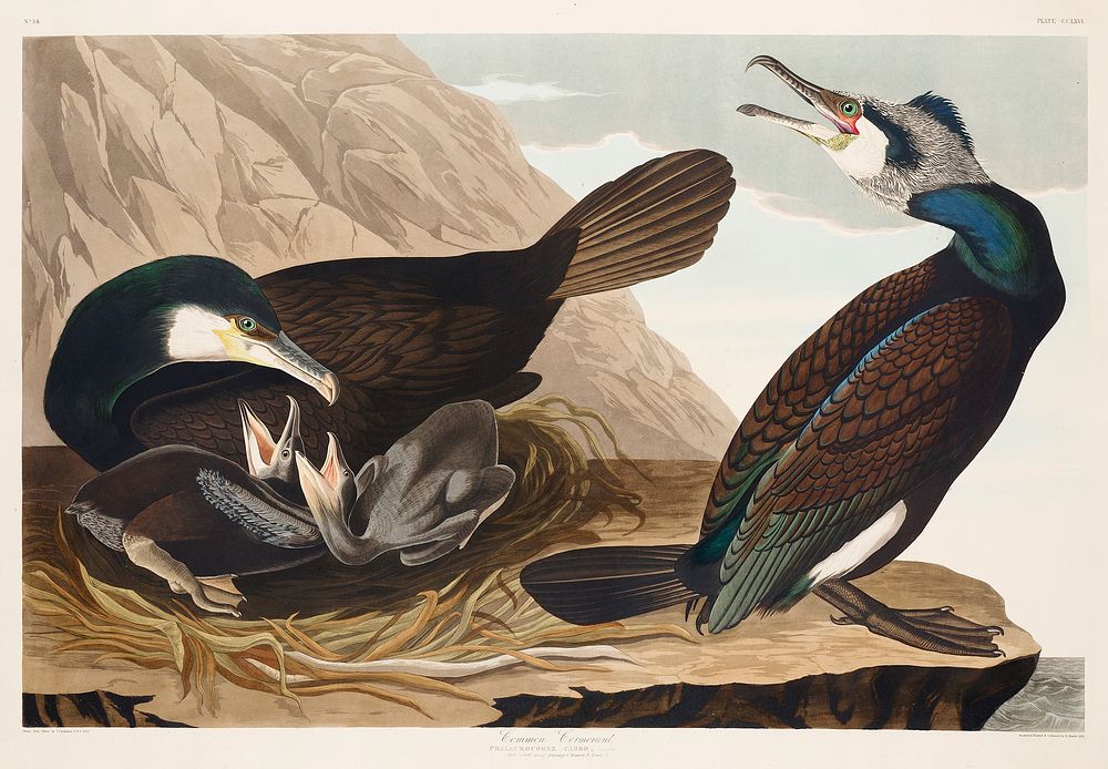 Common Cormorant from Birds of America (1827) by John James Audubon, etched by William Home Lizars. Original from University…