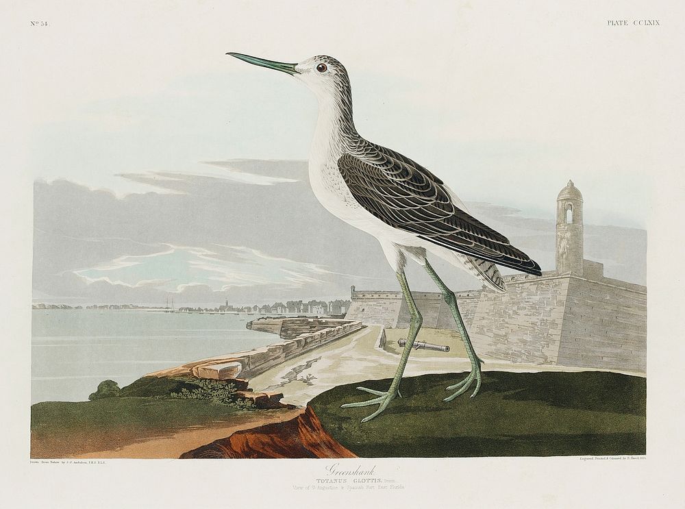 Greenshank from Birds of America (1827) by John James Audubon, etched by William Home Lizars. Original from University of…