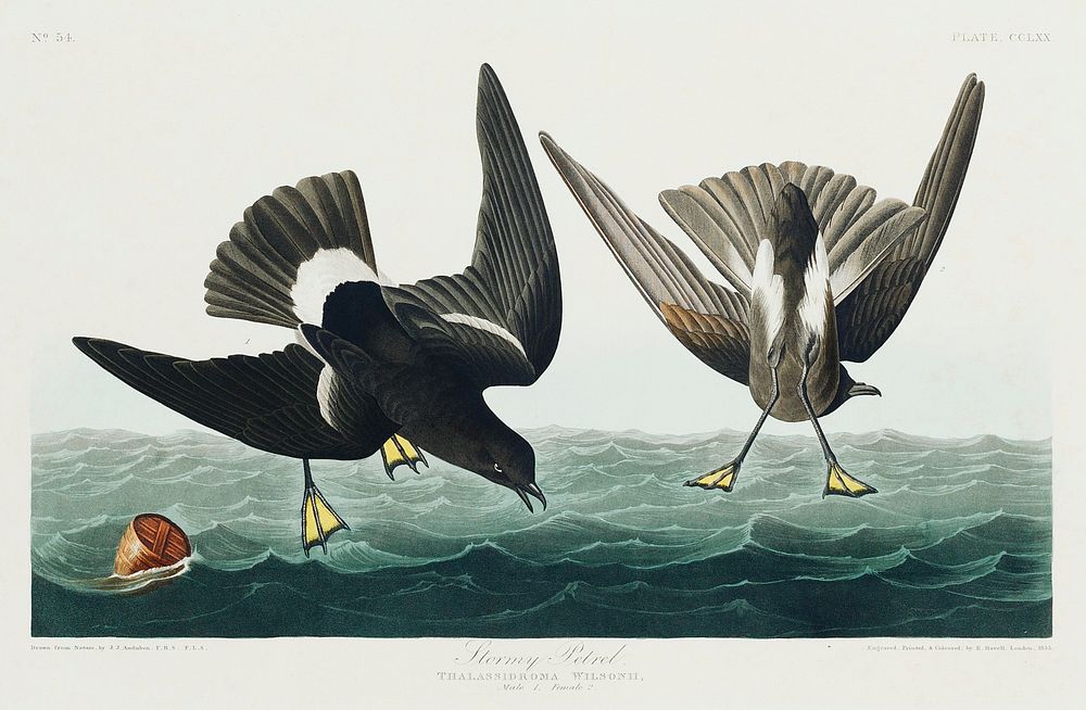 Stormy Petrel from Birds of America (1827) by John James Audubon, etched by William Home Lizars. Original from University of…