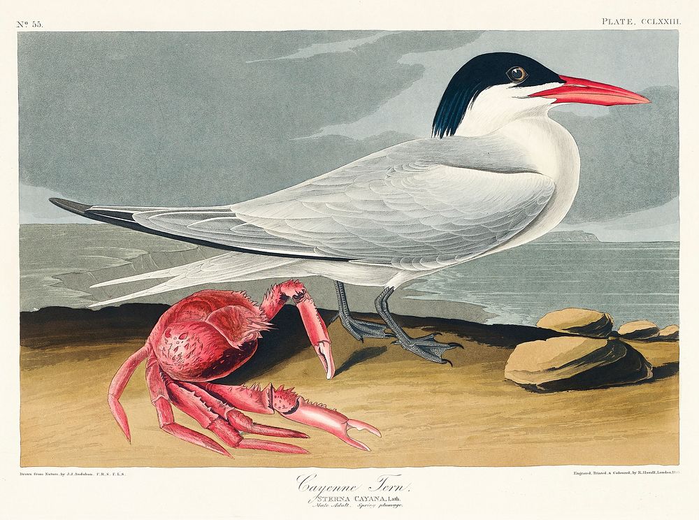 Cayenne Tern from Birds of America (1827) by John James Audubon, etched by William Home Lizars. Original from University of…