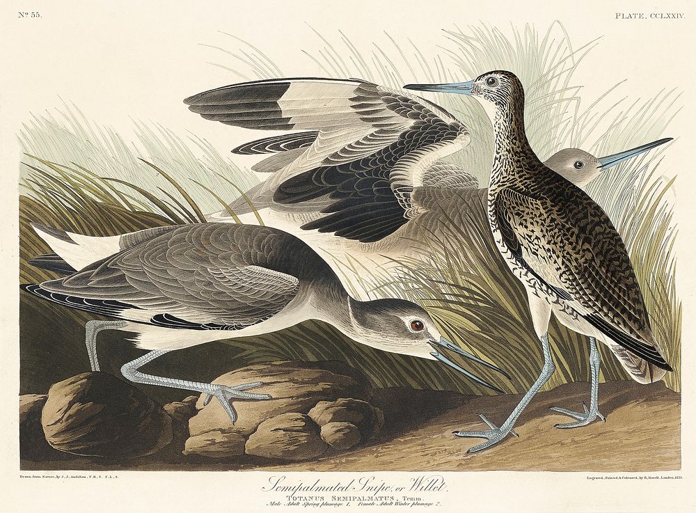 Semipalmated Snipe or Willet from Birds of America (1827) by John James Audubon, etched by William Home Lizars. Original…