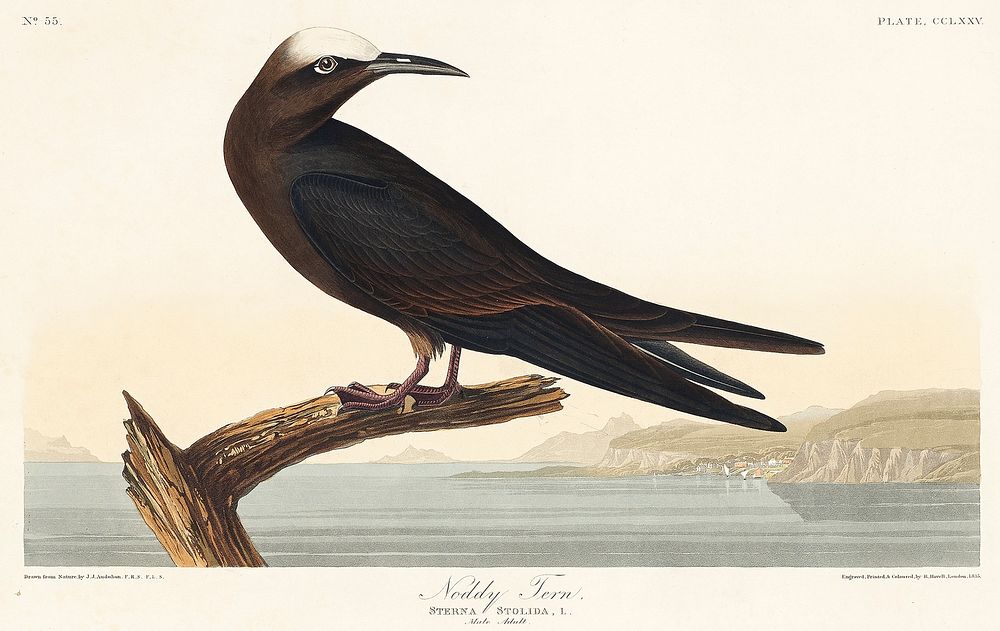 Noddy Tern from Birds of America (1827) by John James Audubon, etched by William Home Lizars. Original from University of…