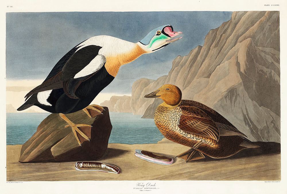 King Duck from Birds of America (1827) by John James Audubon, etched by William Home Lizars. Original from University of…