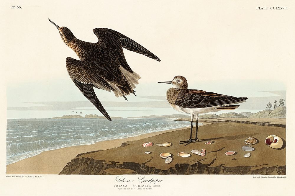 Schinz's Sandpiper from Birds of America (1827) by John James Audubon, etched by William Home Lizars. Original from…