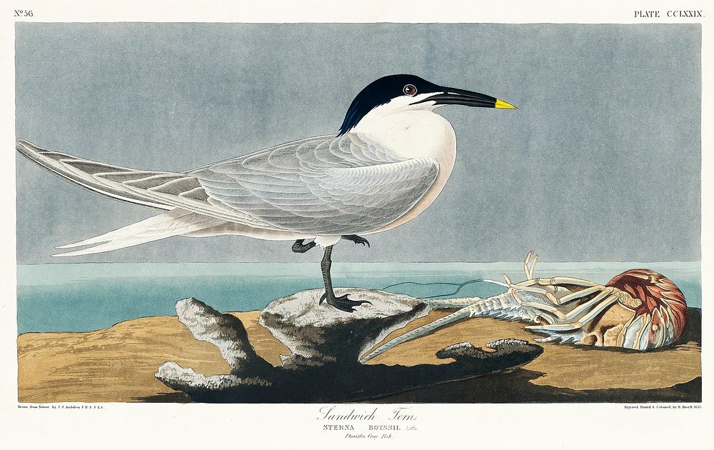 Sandwich Tern from Birds of America (1827) by John James Audubon, etched by William Home Lizars. Original from University of…