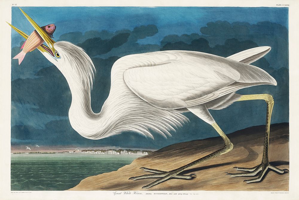 Great White Heron from Birds of America (1827) by John James Audubon, etched by William Home Lizars. Original from…