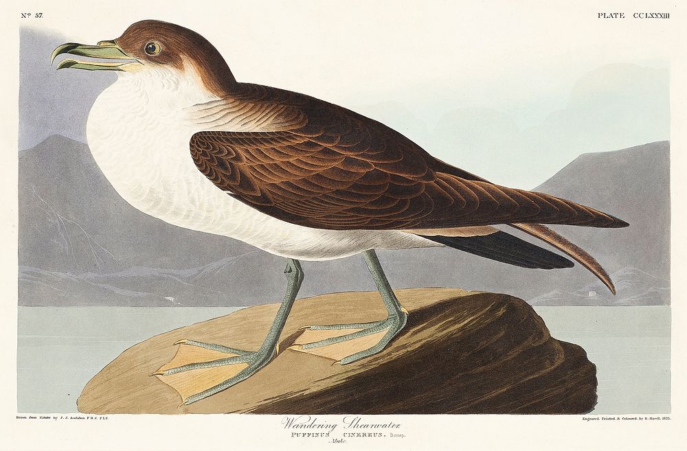 Wandering Shearwater from Birds of America (1827) by John James Audubon, etched by William Home Lizars. Original from…
