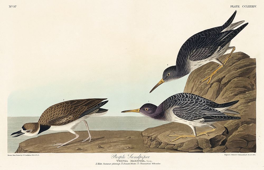 Purple Sandpiper from Birds of America (1827) by John James Audubon, etched by William Home Lizars. Original from University…
