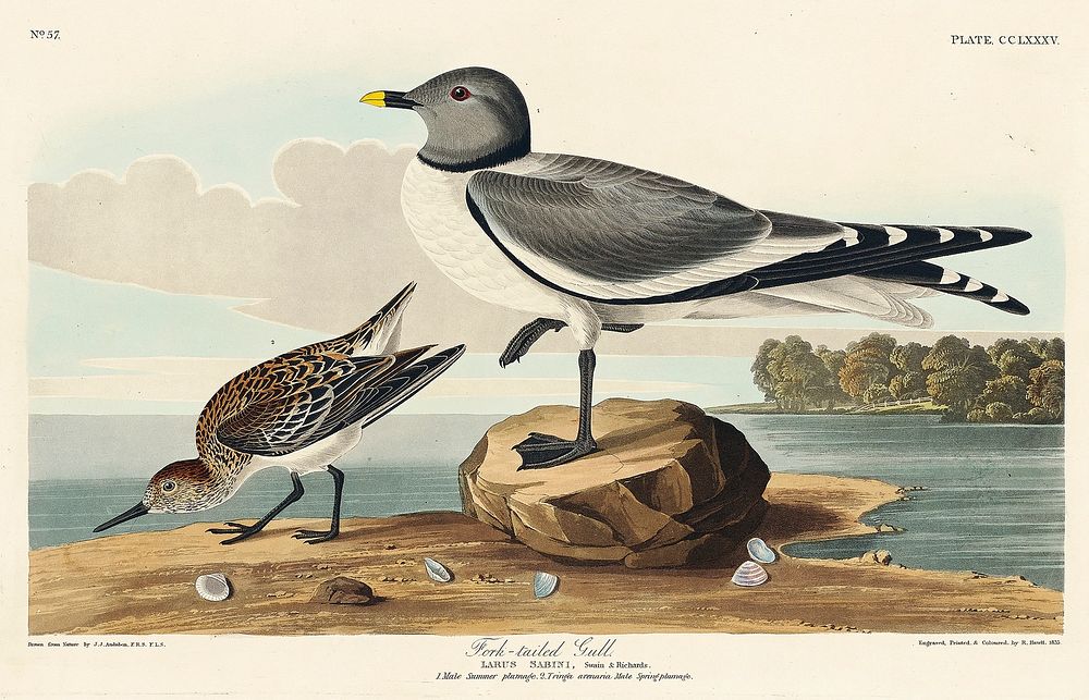 Fork-tailed Gull from Birds of America (1827) by John James Audubon, etched by William Home Lizars. Original from University…