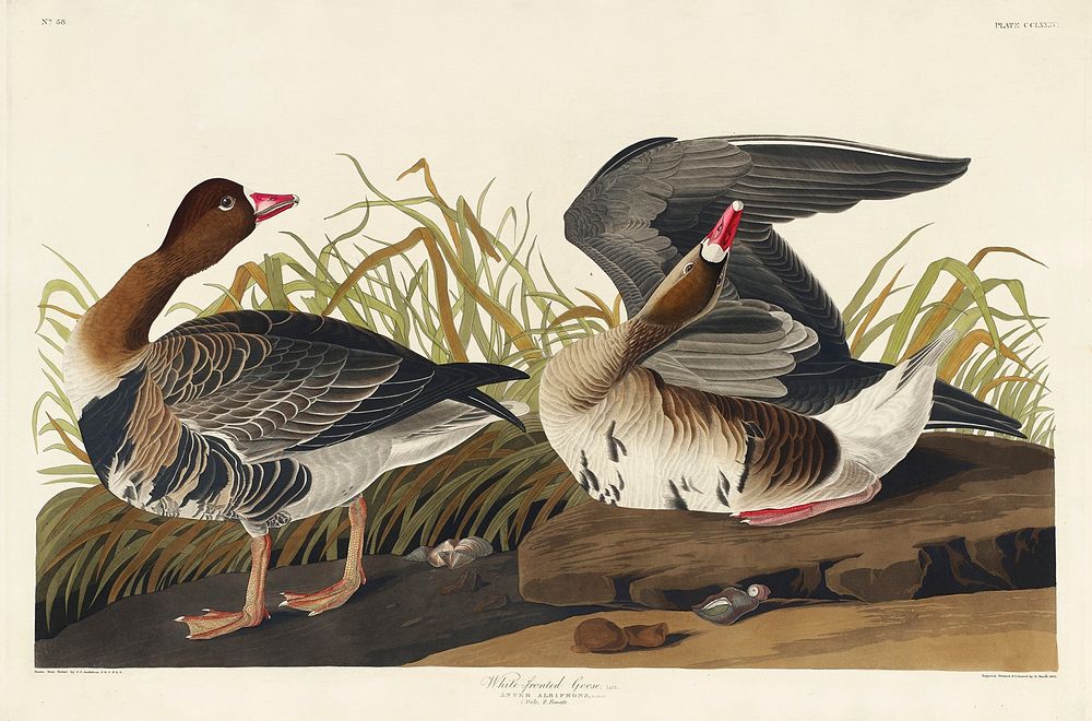 White-fronted Goose from Birds of America (1827) by John James Audubon, etched by William Home Lizars. Original from…