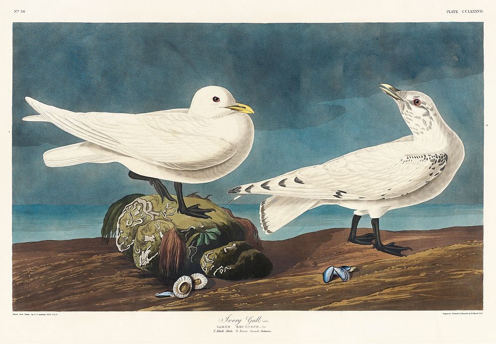 Ivory Gull from Birds of America (1827) by John James Audubon, etched by William Home Lizars. Original from University of…