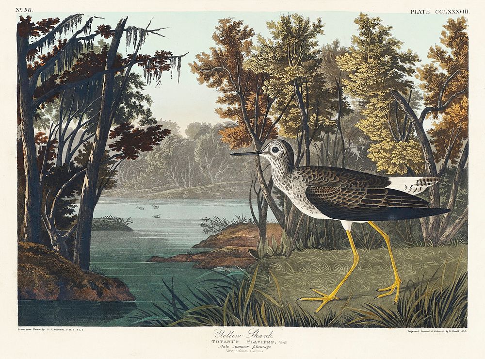 Yellow Shank from Birds of America (1827) by John James Audubon, etched by William Home Lizars. Original from University of…
