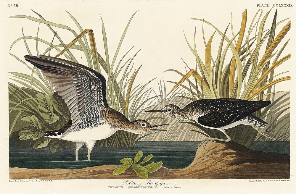 Solitary Sandpiper from Birds of America (1827) by John James Audubon, etched by William Home Lizars. Original from…