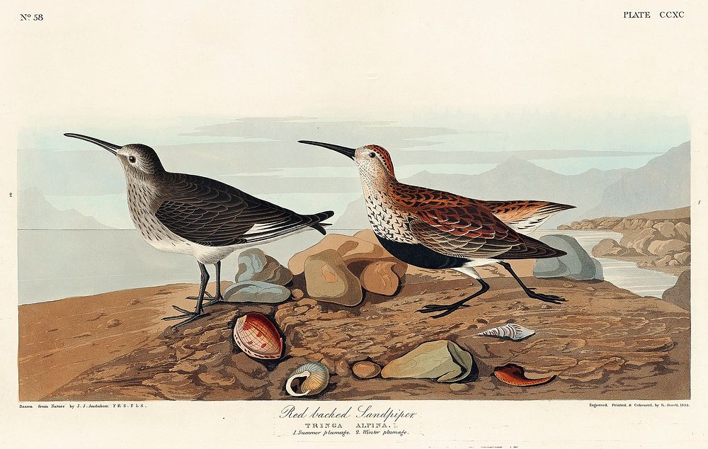 Red backed Sandpiper from Birds of America (1827) by John James Audubon, etched by William Home Lizars. Original from…