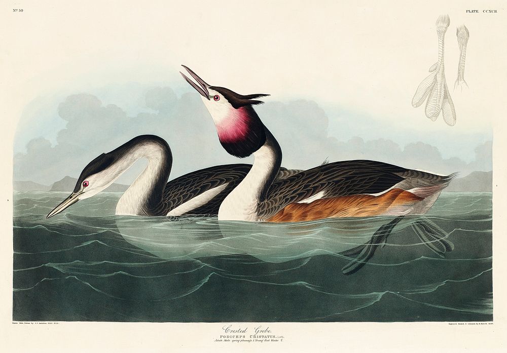 Crested Grebe from Birds of America (1827) by John James Audubon, etched by William Home Lizars. Original from University of…