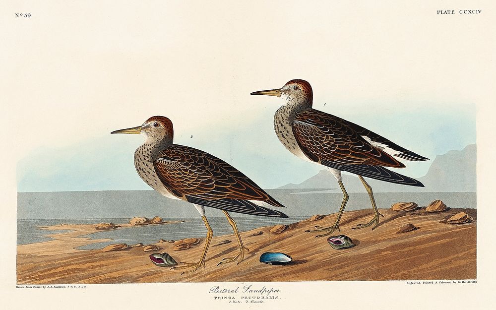 Pectoral Sandpiper from Birds of America (1827) by John James Audubon, etched by William Home Lizars. Original from…