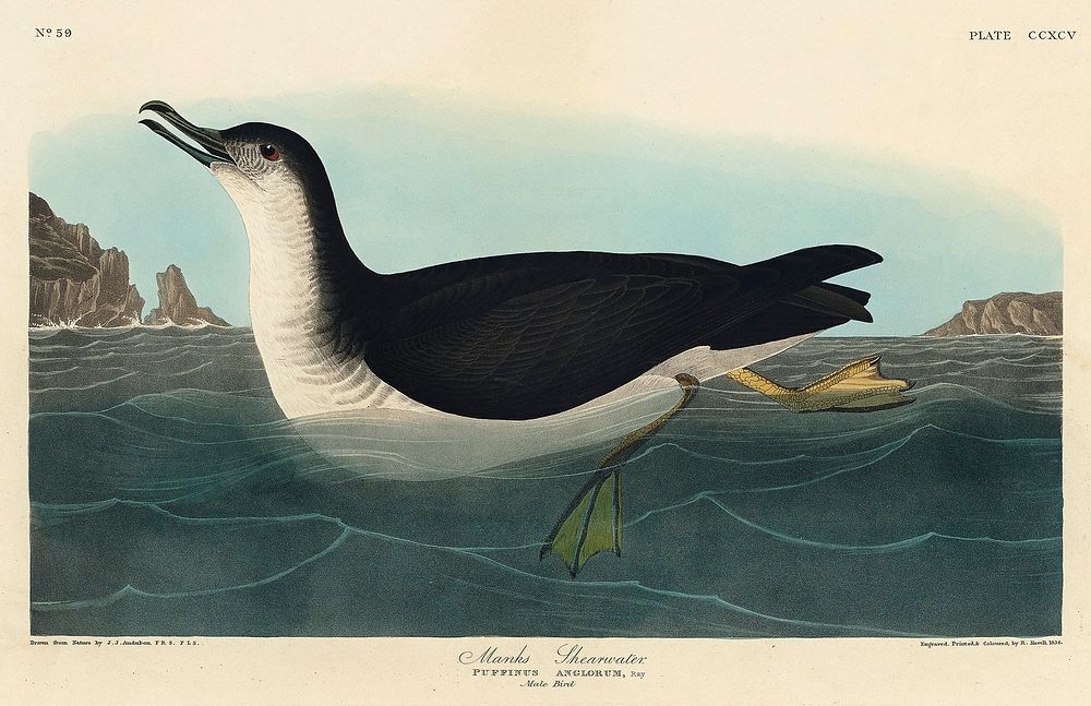 Manks Shearwater from Birds of America (1827) by John James Audubon, etched by William Home Lizars. Original from University…