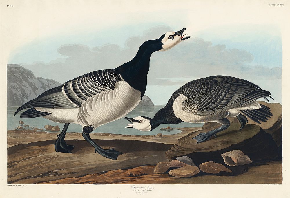 Barnacle Goose from Birds of America (1827) by John James Audubon, etched by William Home Lizars. Original from University…