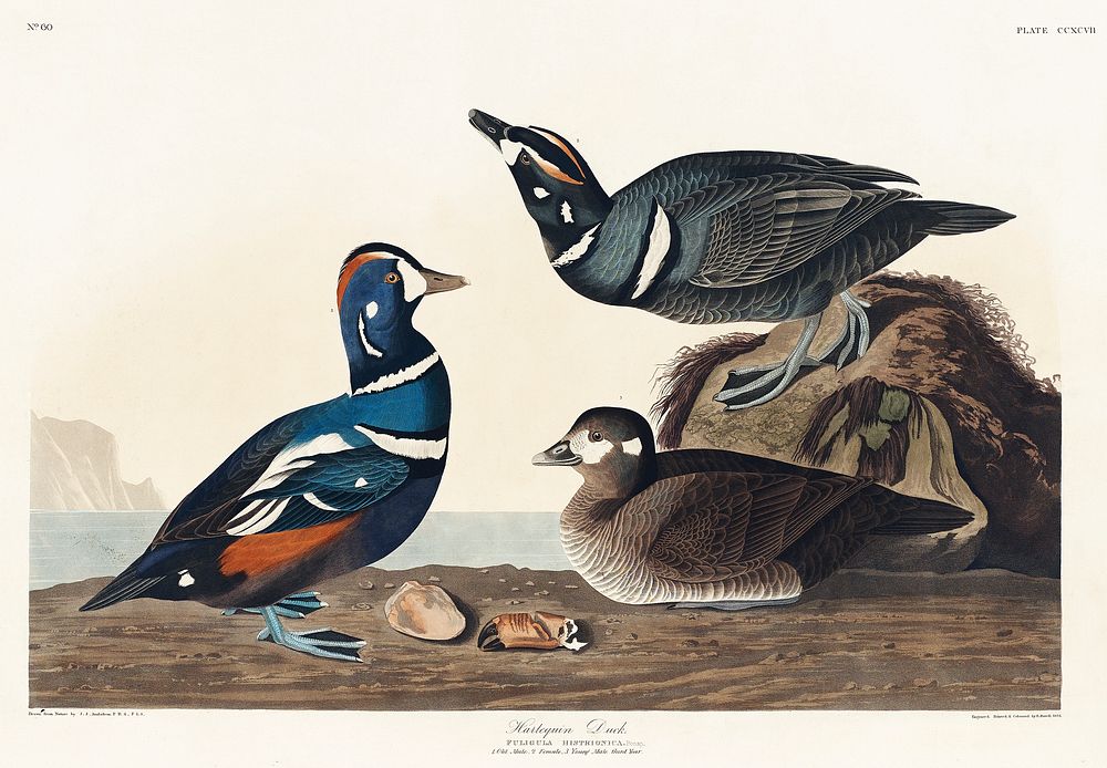Harlequin Duck from Birds of America (1827) by John James Audubon, etched by William Home Lizars. Original from University…