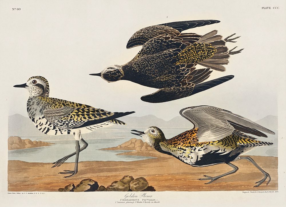 Golden Plover from Birds of America (1827) by John James Audubon, etched by William Home Lizars. Original from University of…