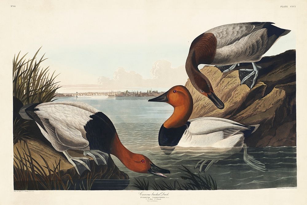 Canvas backed Duck from Birds of America (1827) by John James Audubon, etched by William Home Lizars. Original from…