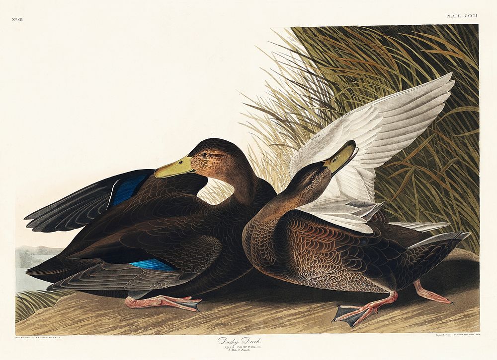 Dusky Duck from Birds of America (1827) by John James Audubon, etched by William Home Lizars. Original from University of…