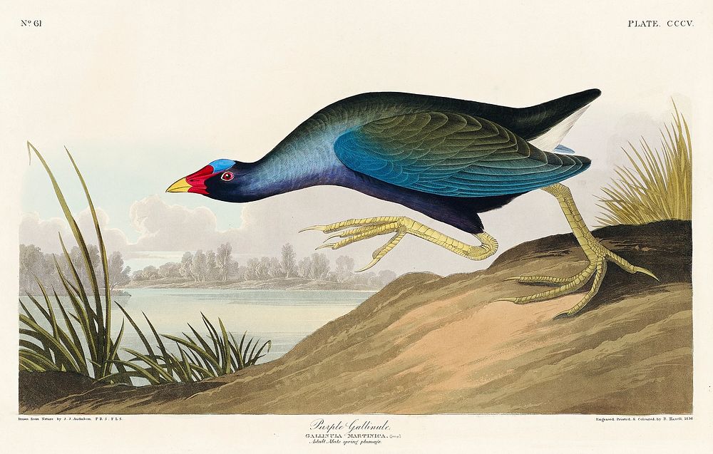 Purple Gallinule from Birds of America (1827) by John James Audubon, etched by William Home Lizars. Original from University…