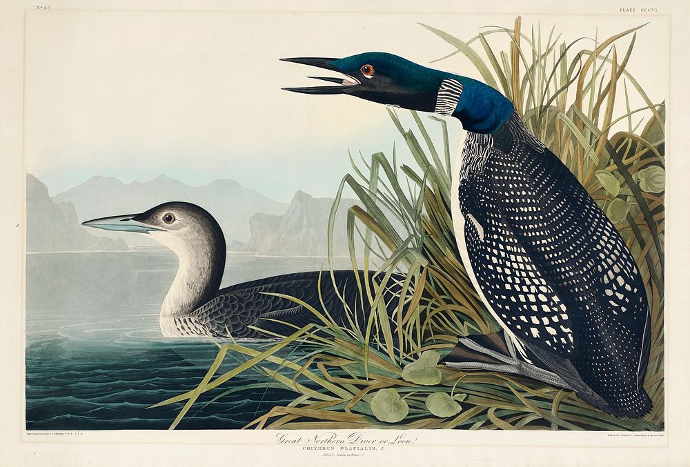 Great Northern Diver or Loon from Birds of America (1827) by John James Audubon, etched by William Home Lizars. Original…