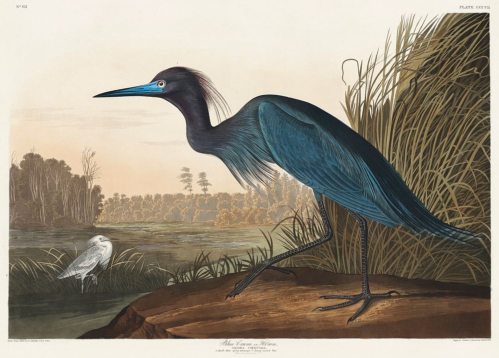 Blue Crane or Heron from Birds of America (1827) by John James Audubon, etched by William Home Lizars. Original from…