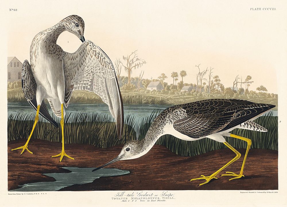 Tell-tale Godwit or Snipe from Birds of America (1827) by John James Audubon, etched by William Home Lizars. Original from…