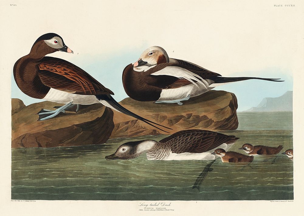 Long-tailed Duck from Birds of America (1827) by John James Audubon, etched by William Home Lizars. Original from University…