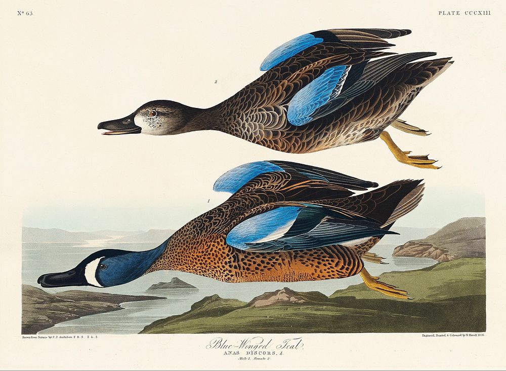 Blue-Winged Teal from Birds of America (1827) by John James Audubon, etched by William Home Lizars. Original from University…