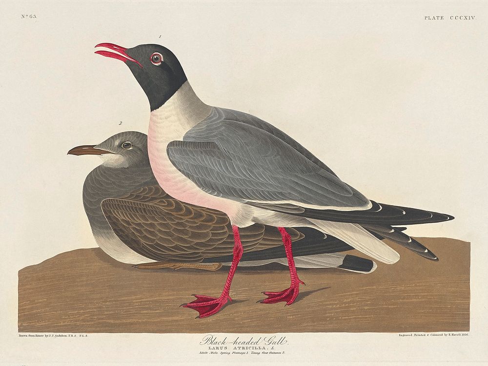Black-headed Gull from Birds of America (1827) by John James Audubon, etched by William Home Lizars. Original from…