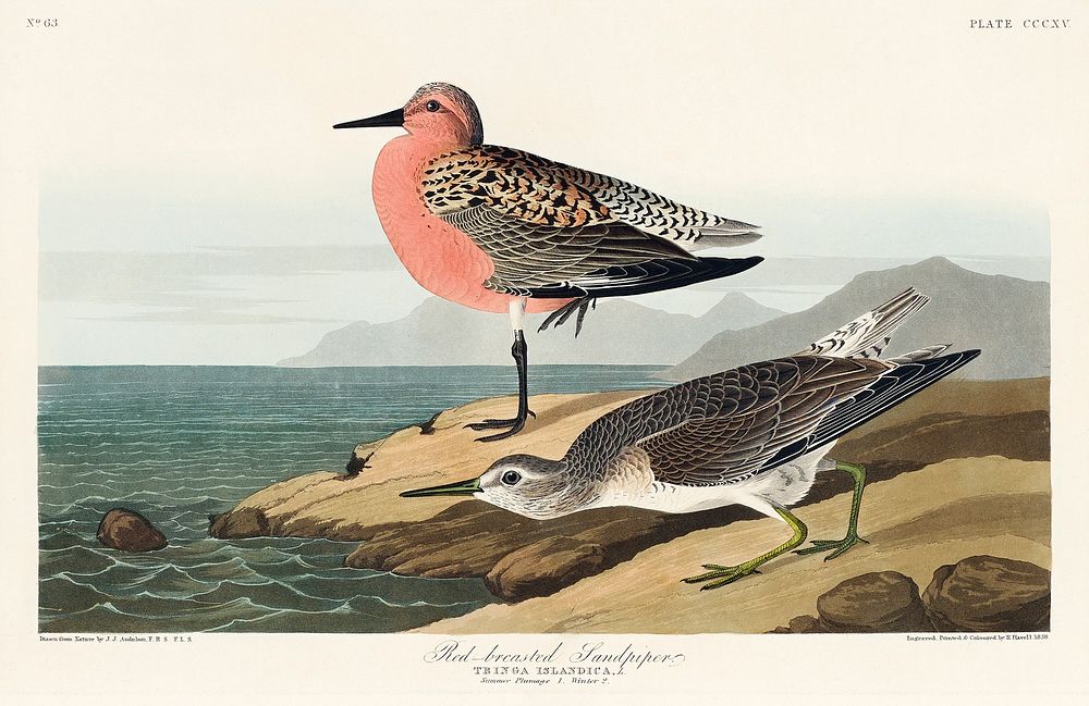 Red-breasted Sandpiper from Birds of America (1827) by John James Audubon, etched by William Home Lizars. Original from…