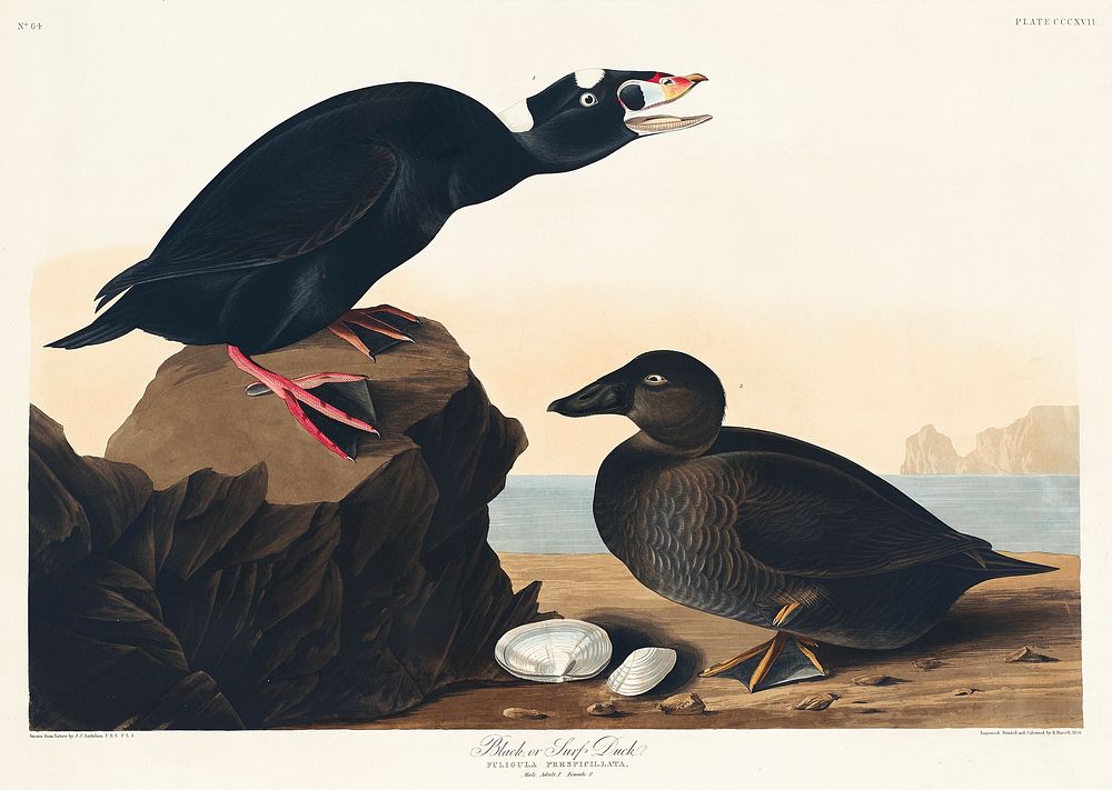 Black or Surf Duck from Birds of America (1827) by John James Audubon, etched by William Home Lizars. Original from…