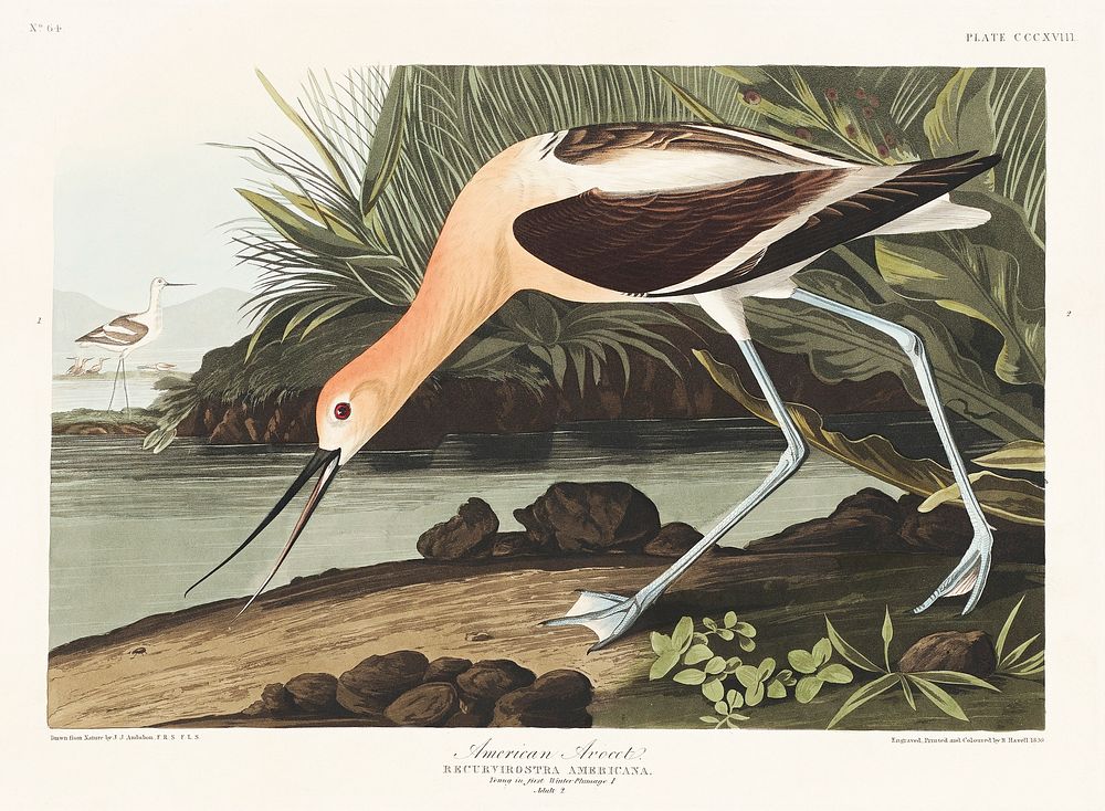 American Avocet from Birds of America (1827) by John James Audubon, etched by William Home Lizars. Original from University…