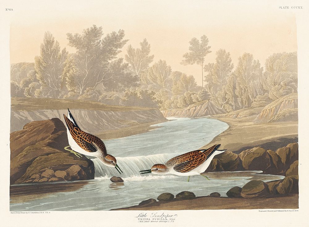 Little Sandpiper from Birds of America (1827) by John James Audubon, etched by William Home Lizars. Original from University…
