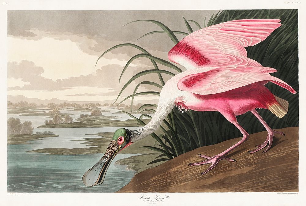 Roseate Spoonbill from Birds of America (1827) by John James Audubon, etched by William Home Lizars. Original from…