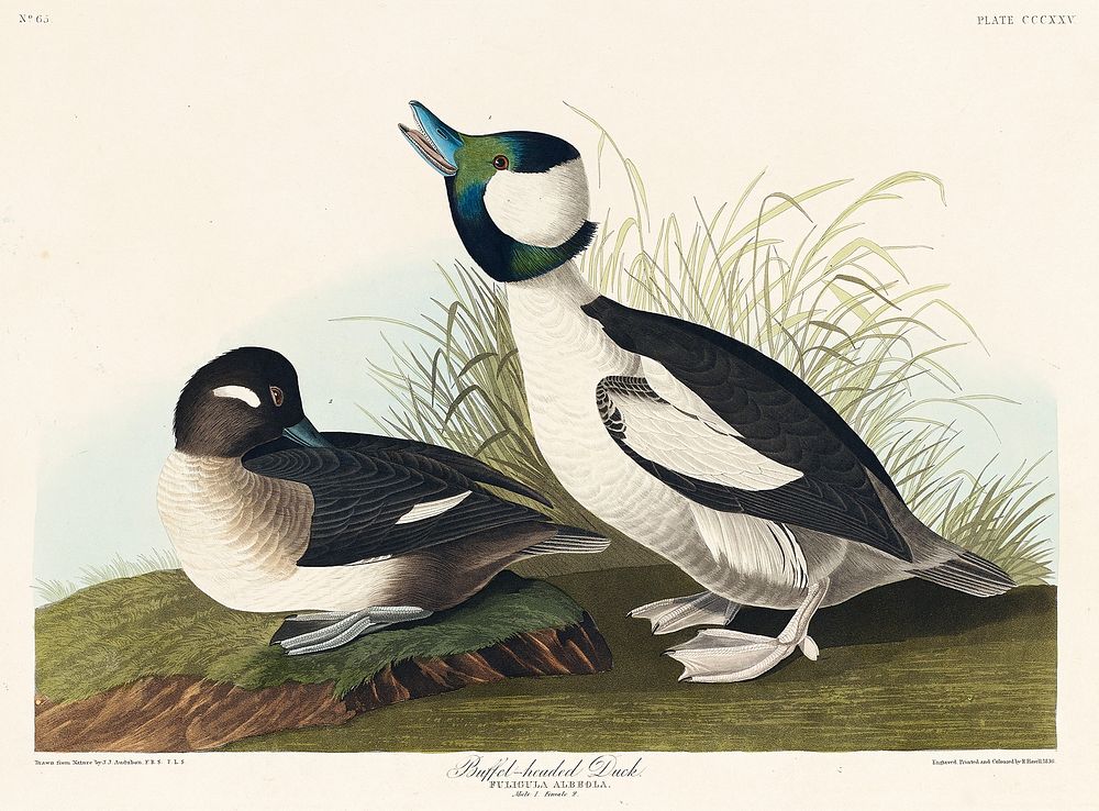 Buffel-headed Duck from Birds of America (1827) by John James Audubon, etched by William Home Lizars. Original from…