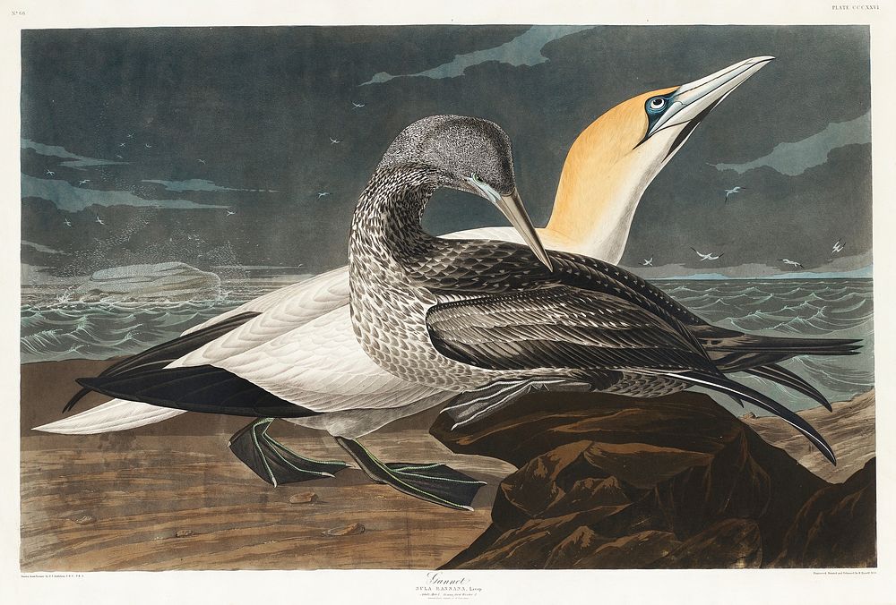 Gannet from Birds of America (1827) by John James Audubon, etched by William Home Lizars. Original from University of…