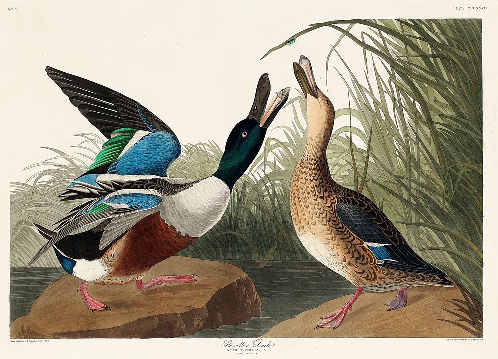 Shoveller Duck from Birds of America (1827) by John James Audubon, etched by William Home Lizars. Original from University…