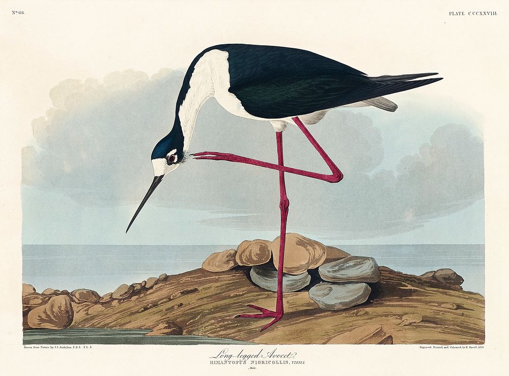 Long-legged Avocet from Birds of America (1827) by John James Audubon, etched by William Home Lizars. Original from…