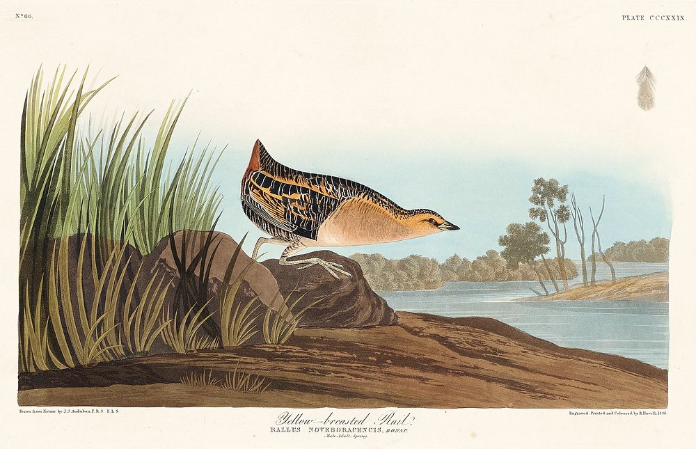 Yellow-breasted Rail from Birds of America (1827) by John James Audubon, etched by William Home Lizars. Original from…