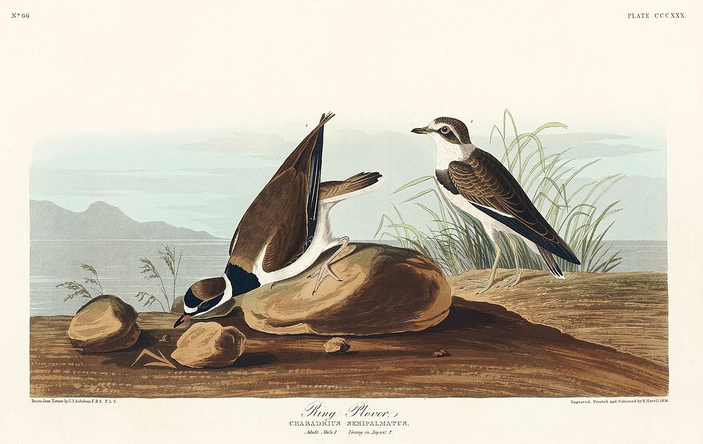 Ring Plover from Birds of America (1827) by John James Audubon, etched by William Home Lizars. Original from University of…