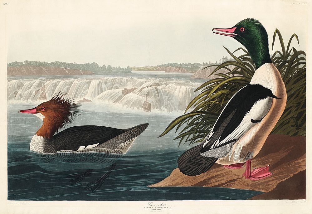 Goosander from Birds of America (1827) by John James Audubon, etched by William Home Lizars. Original from University of…