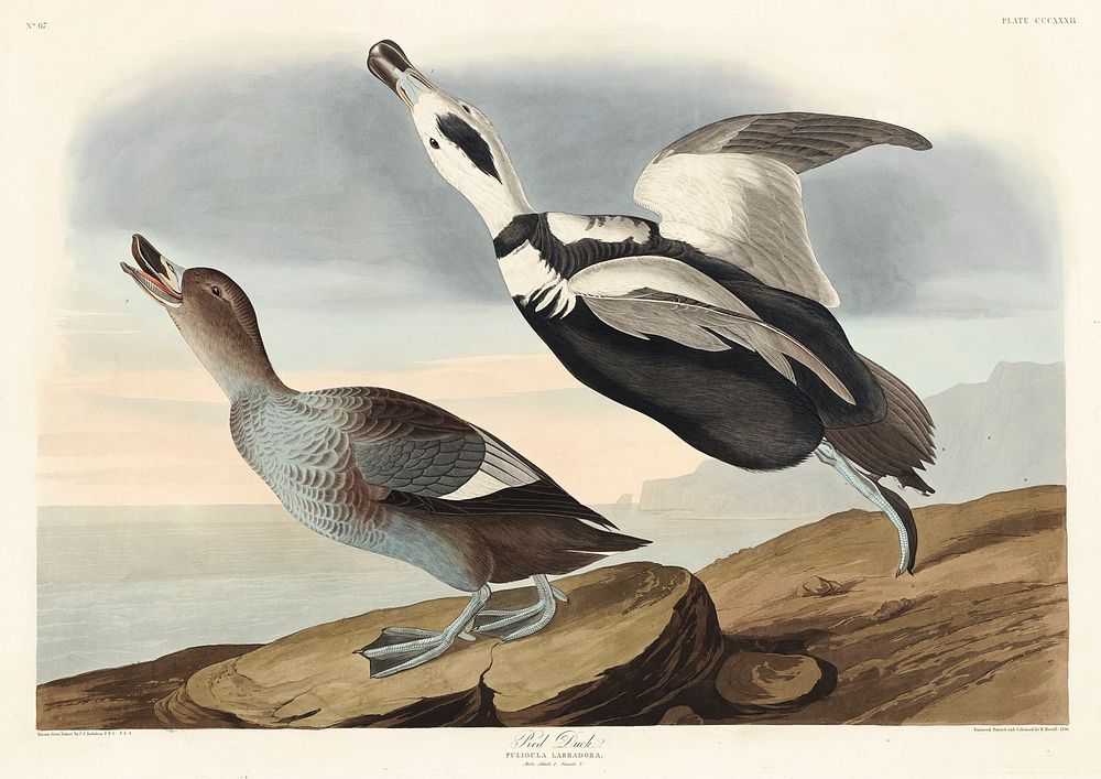 Pied Duck from Birds of America (1827) by John James Audubon, etched by William Home Lizars. Original from University of…