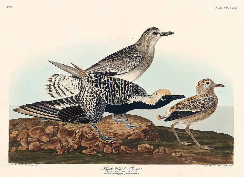 Black-bellied Plover from Birds of America (1827) by John James Audubon, etched by William Home Lizars. Original from…