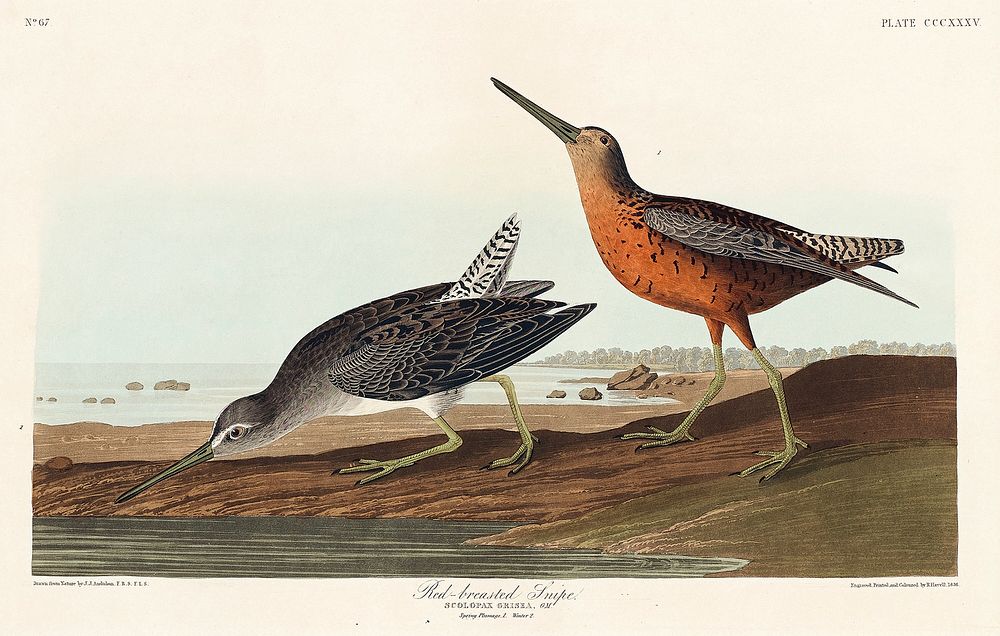 Red-breasted Snipe from Birds of America (1827) by John James Audubon, etched by William Home Lizars. Original from…
